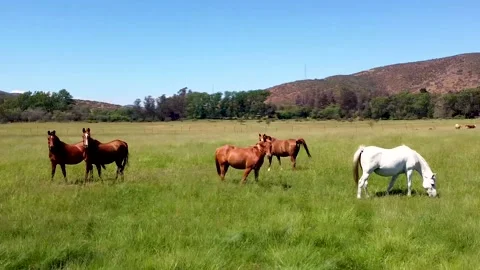 Horses Video stock 144200578