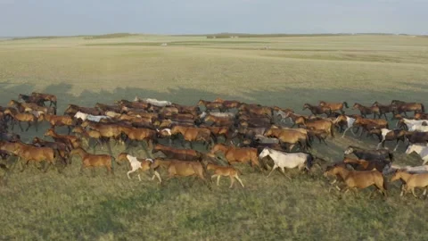 Horses Stock-Footage 151762267