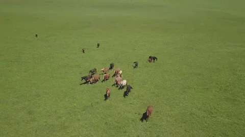 Horses Video stock 156009235