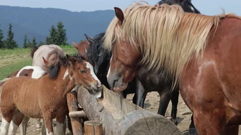 Horses Video stock 158232472