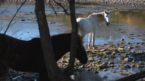 Horses Stock Footage 167243418