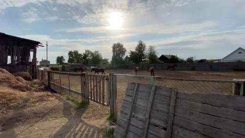 Horses Stock Footage 167417481