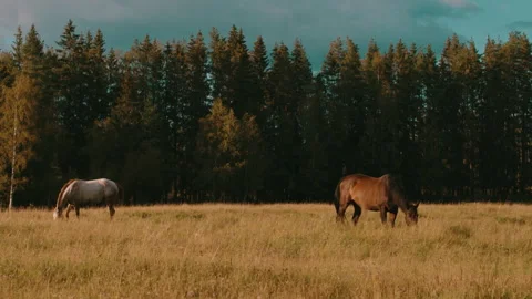 Horses Video stock 169304234