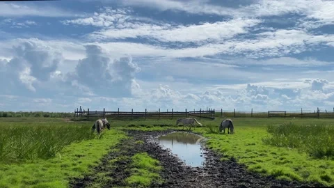 Horses 스톡 동영상 205170196