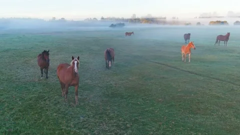 Horses 스톡 동영상 211786245