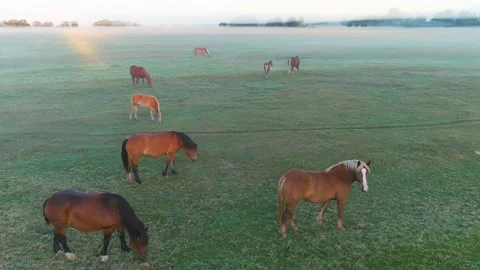 Horses 스톡 동영상 211786316