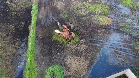 Horses Stock Footage 220632289