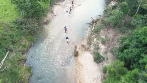 Horses Stock Footage 237907165