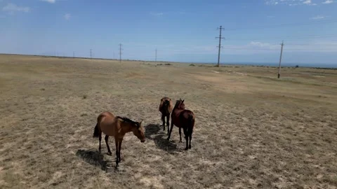 Horses 库存影片 246717904