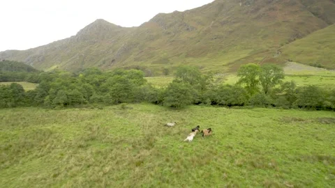 Horses Stock Footage 263147229