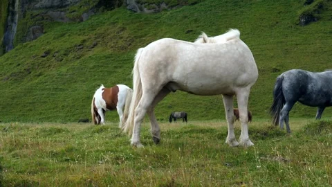HORSES Stock Footage 306622002