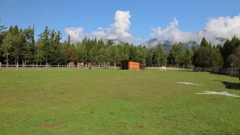 Horses 스톡 동영상 324966313