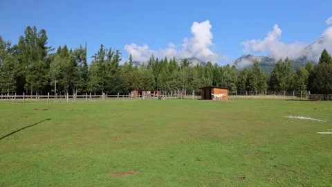 Horses 스톡 동영상 324966314