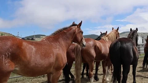 Horses Stock Footage 338188168