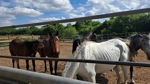 Horses Footage Video stock 297464734