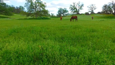 Horses Foothills Stock Footage 102731115
