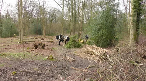 Horses in the Forest Stock Footage 61054711