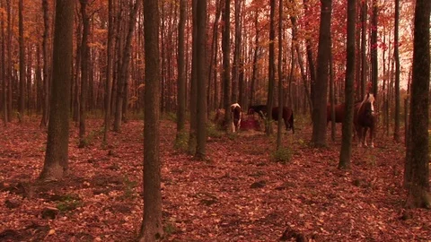 Horses in a forest 스톡 동영상 72572083
