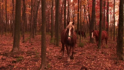 Horses in a forest Stock Footage 72572084