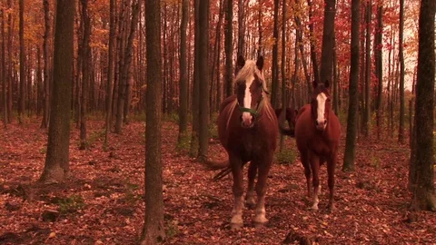 Horses in a forest Stock Footage 72572087