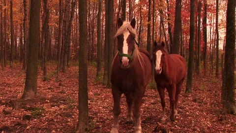 Horses in a forest Stock Footage 72572089