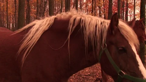 Horses in a forest Stock Footage 72572091