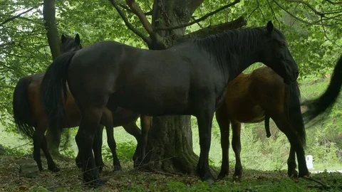 Horses in the Forest Stock Footage 107491139