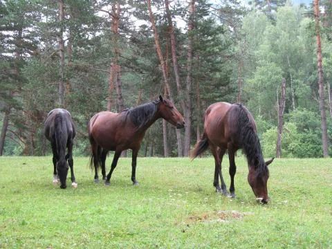 Horses in the forest Stock Photos