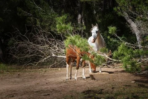 Horses in the forest Stock Photos