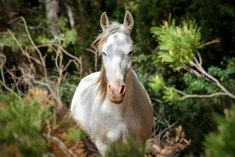 Horses in the forest Stock Photos