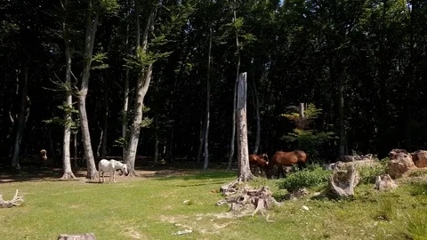 Horses free inside the forest during a sunny summer day Stock Footage 93829256