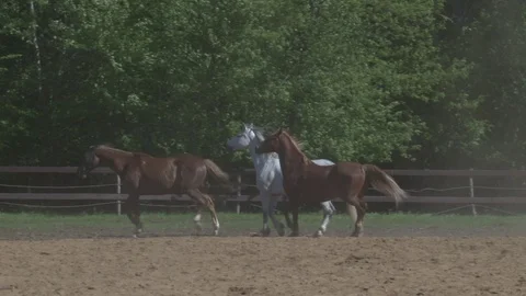 Horses frolic in the open air, running into each other Stock Footage
