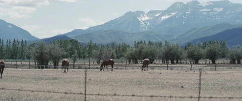 Horses in front of mountains Stock-Footage 45909903