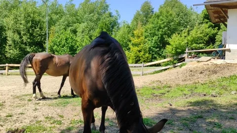 Horses in front of the stable 스톡 동영상 156812871