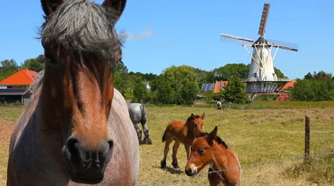 Horses in front of windmill - Netherlands Vídeos de archivo 51763107