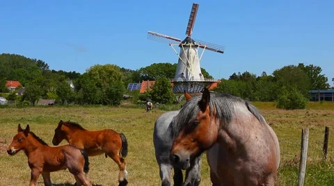 Horses In Front Of Windmill - Netherlands Stock Footage 52349059