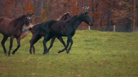 Horses Galloping Across Field Stock Footage 151776000