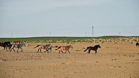 Horses galloping across sandy landscape with sparse vegetation in the background Stock Footage 337724686