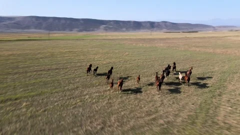 Horses galloping across vast fields in scenic countryside landscape Stock Footage 306300308