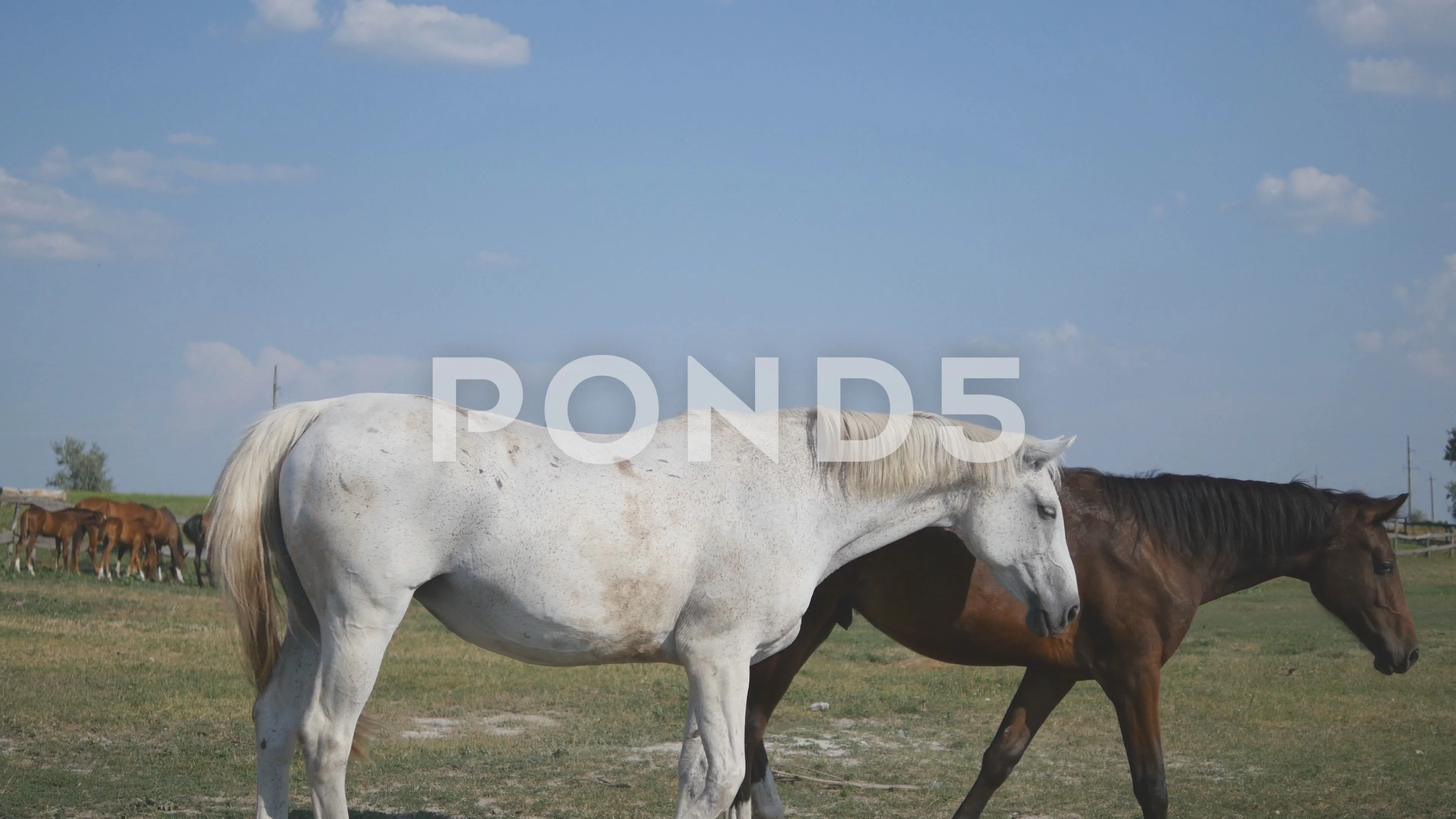 Horses Galloping And Wagging Tail Group Stock Video Pond5