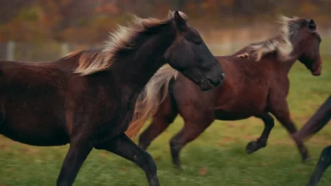 Horses Galloping in Field Stock Footage 151776016