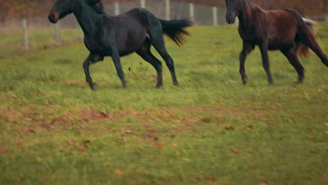 Horses Galloping in Field Together Stock Footage 151775997