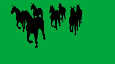 Horses  galloping Stock Footage 42077013