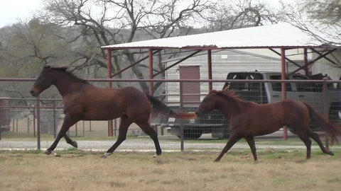 Horses Galloping Stock Footage 123619249