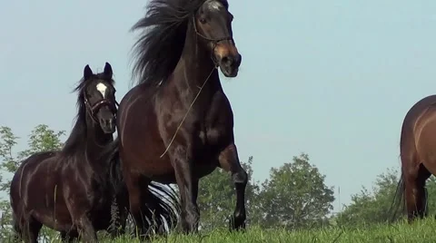 Horses galloping free on meadow Stock Footage 42565941