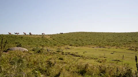 Horses galloping in the horizon. Stock Footage 48935375