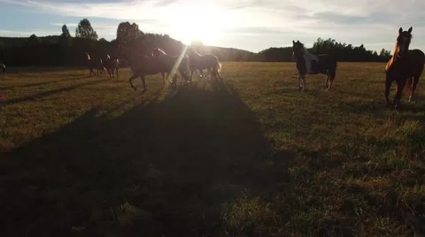 Horses galloping infant of a sunset. Video stock 56723109