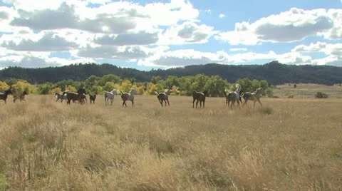 Horses Galloping With Mountains In The Background 스톡 동영상 19064711
