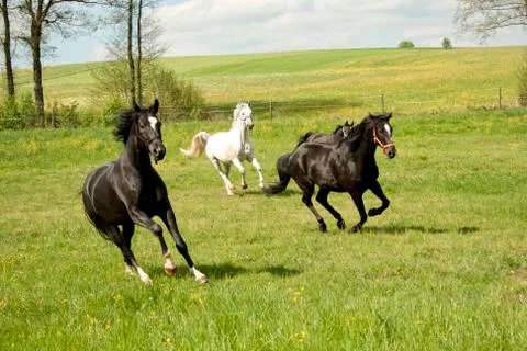 Horses galloping in the paddock Stock Photos