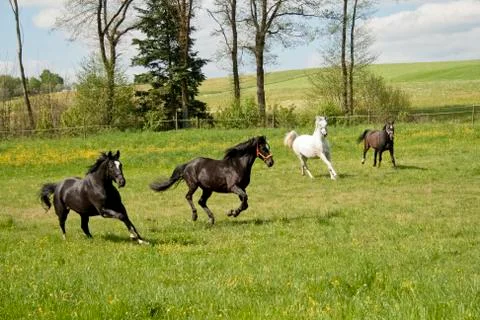 Horses galloping in the paddock Stock Photos